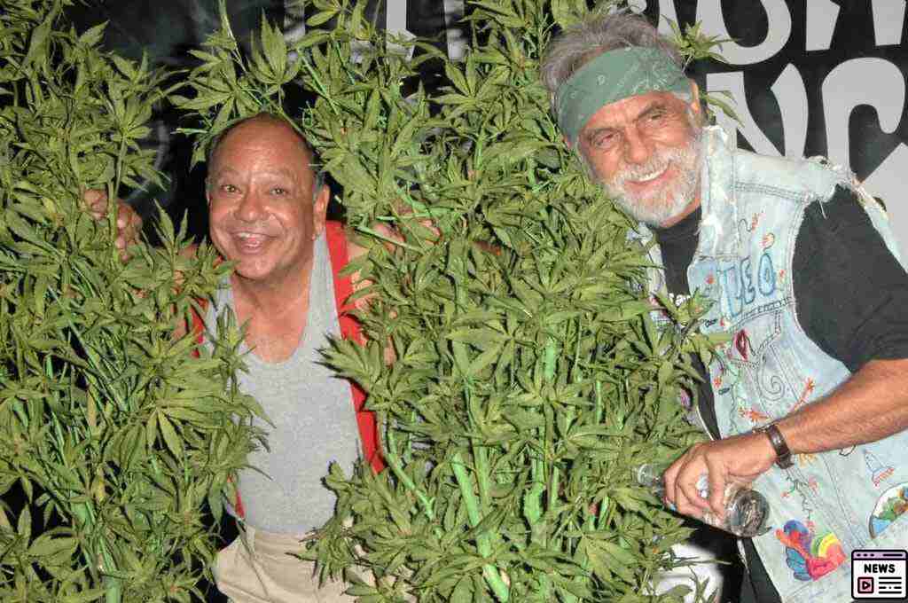 California’s Hemp Controversy: Newsom’s Ban and Cheech & Chong’s Response