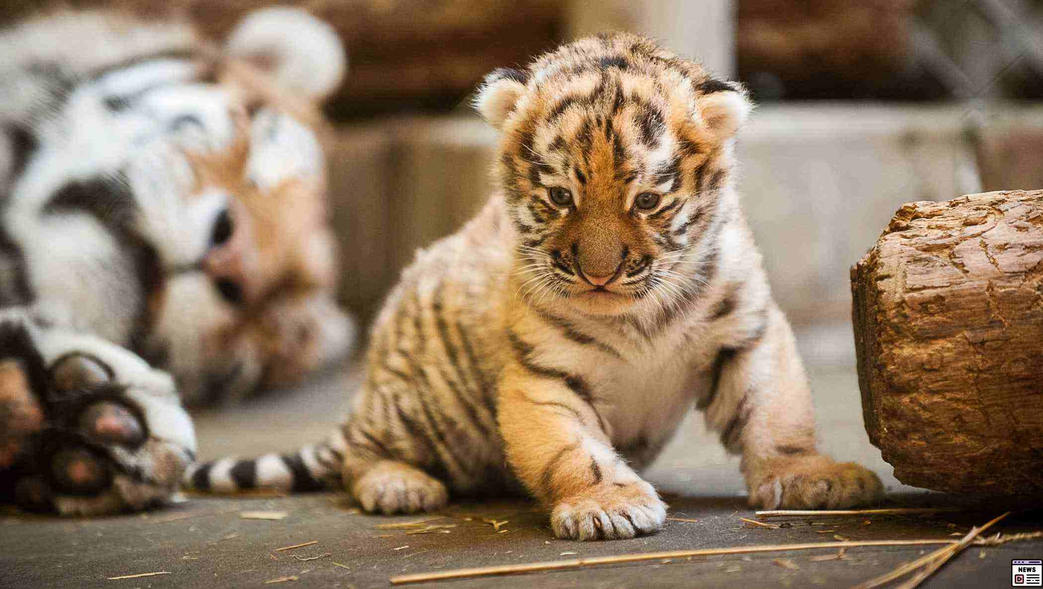 Amur Tiger Cubs Make Their Bold Debut at Longleat Safari Park