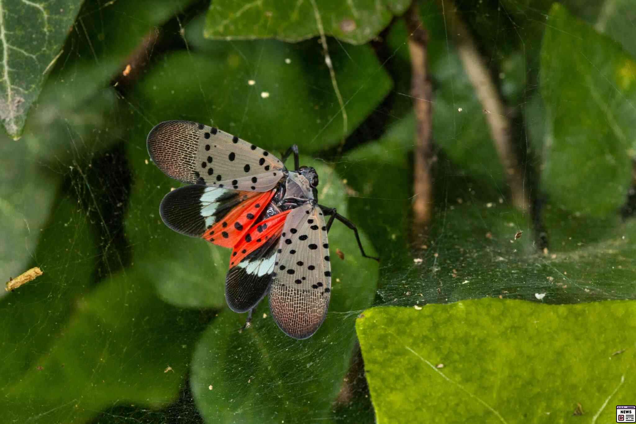 Spotting Spotted Lanternflies: Radar Alerts & Control Tips