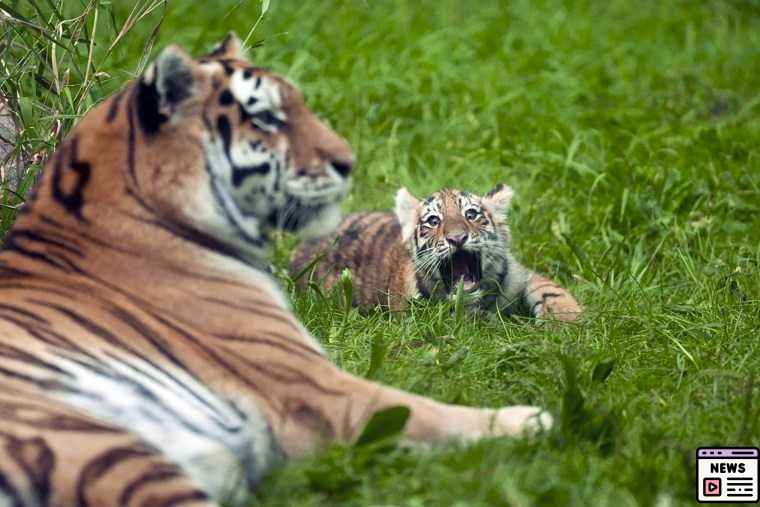 Hope Roars: Rare Amur Tiger Cubs and Sea Lions Shine at Zoos