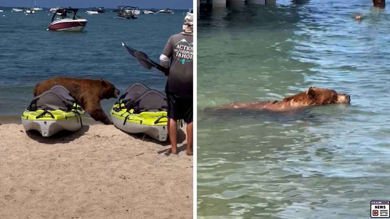 Bear Takes a Beach Break: California’s Wild Ocean Swimmer