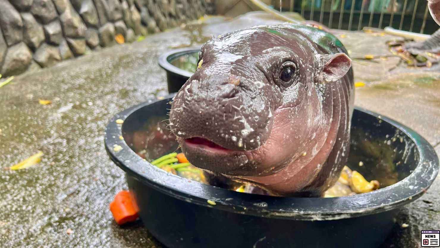 Moo Deng the Baby Hippo: Thailand’s New Viral Zoo Star