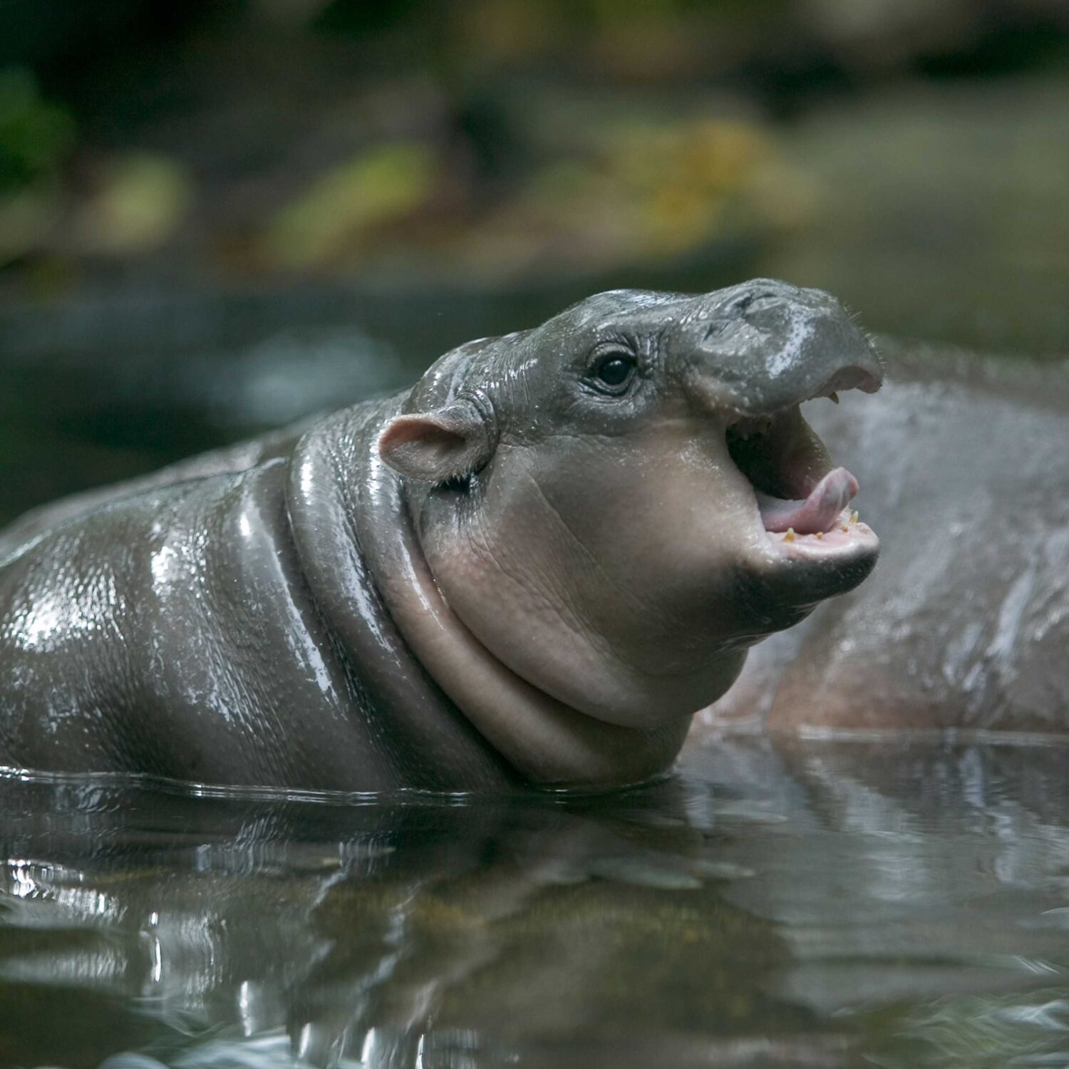 Meet Moo Deng the Adorable Baby Hippo Taking the Internet by Storm