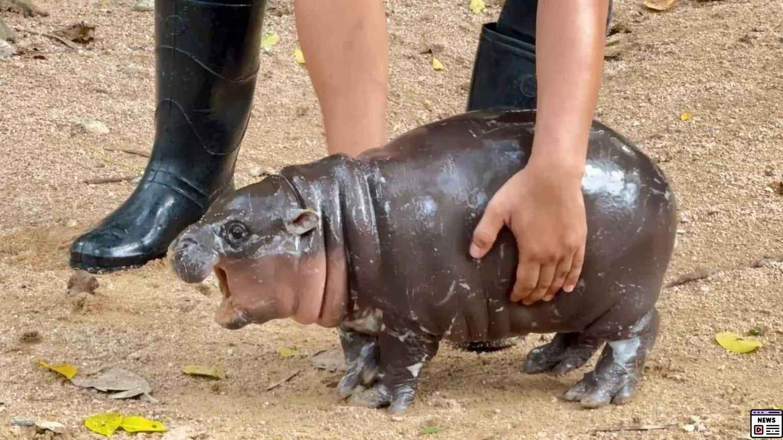 Moo Deng the Pygmy Hippo Captivates Hearts Worldwide at Thailand Zoo