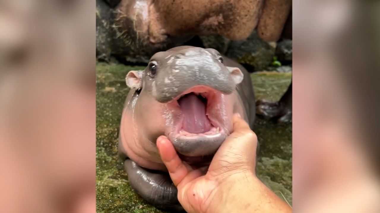 Baby Hippo Sensation: Moo Deng Steals Hearts at Thailand Zoo