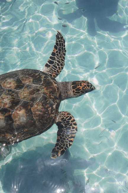 End of an Era: Shell Factory and Nature Park to Close Forever