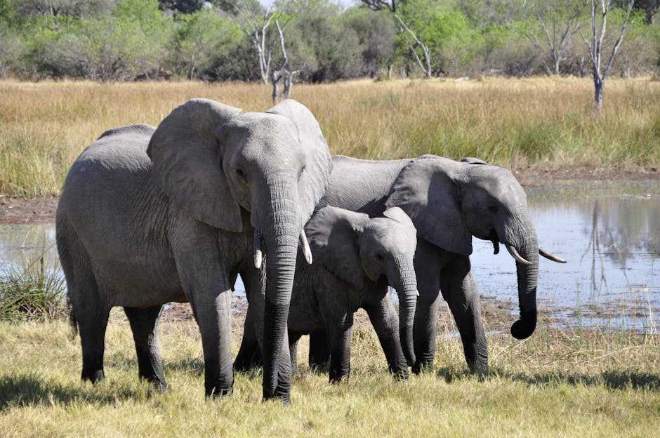 Elephants at Risk as Zimbabwe and Namibia Tackle Drought Crisis