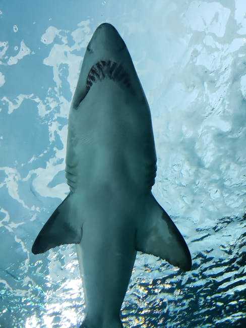 Tragic Shark Attack Claims Life of 30-Year-Old Tourist in Canary Islands