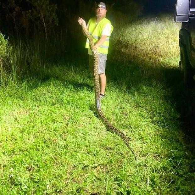 Florida Python Challenge Triumphs with $10,000 and 200 Snakes Removed