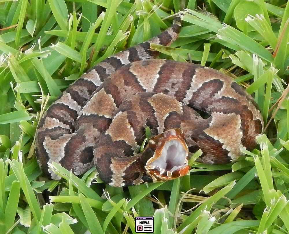 Stay Alert: Baby Copperheads & Venomous Snakes on the Rise in NJ – What You Need to Know!