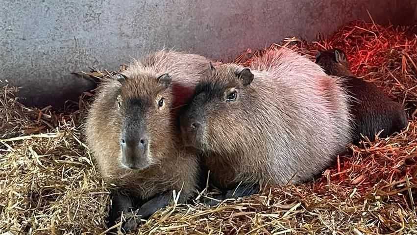 Cinnamon the Capybara: Adventures of an Escaped Star