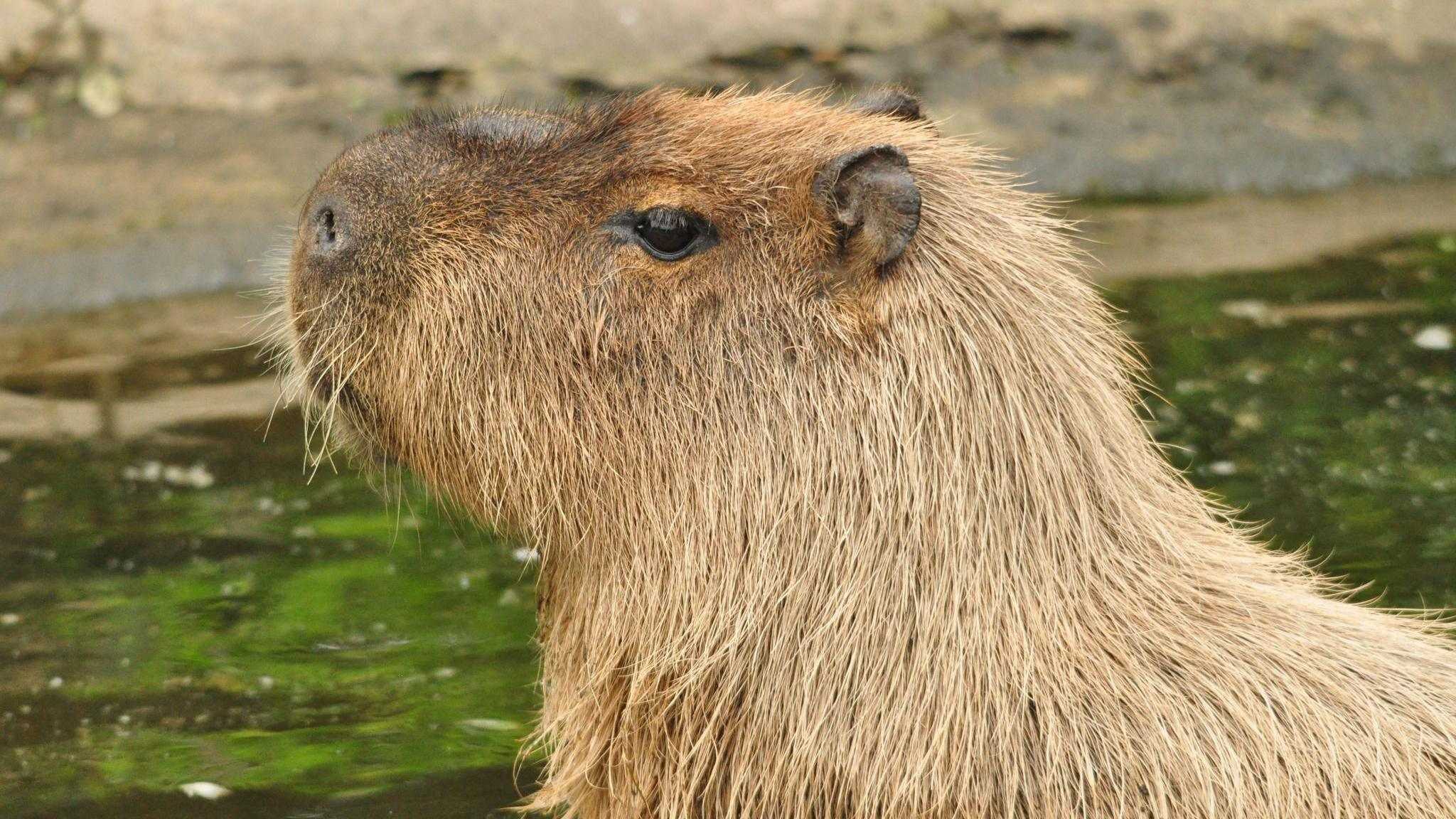 Cinnamon the Cunning Capybara Sparks Zoo Drone Search