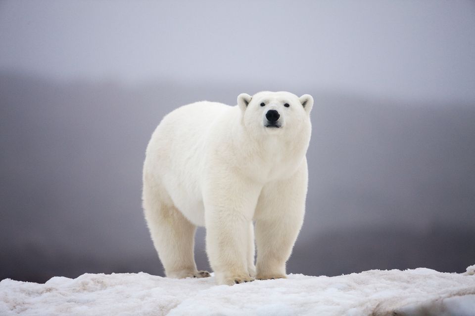 Polar Bear Tragedy in Iceland Sparks Safety Concerns