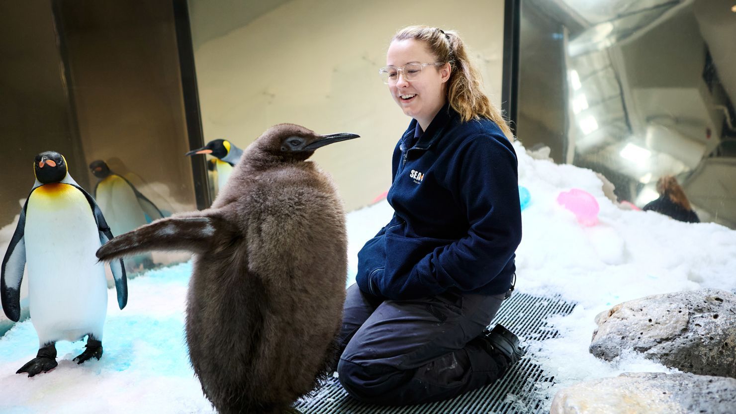 Pesto the Viral Penguin Star: The Chubby Chick Taking Over Social Media