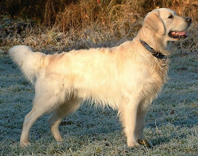 How Much Does a Golden Retriever Cost in 2024?