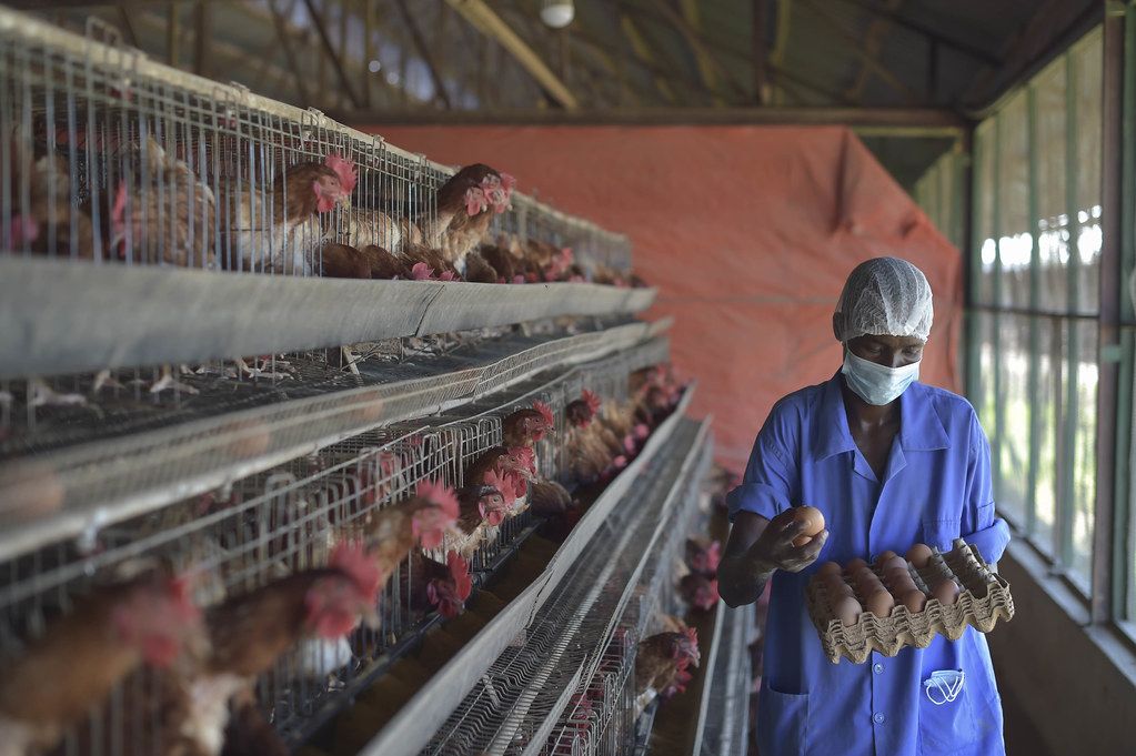 How Much Money Does the Poultry Industry Make in 2024?