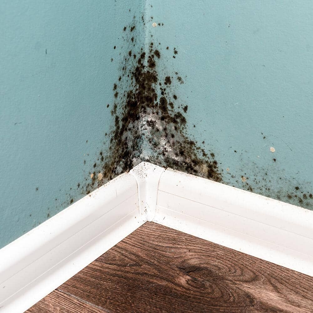 Black Mold vs Regular Mold How to Spot the Difference