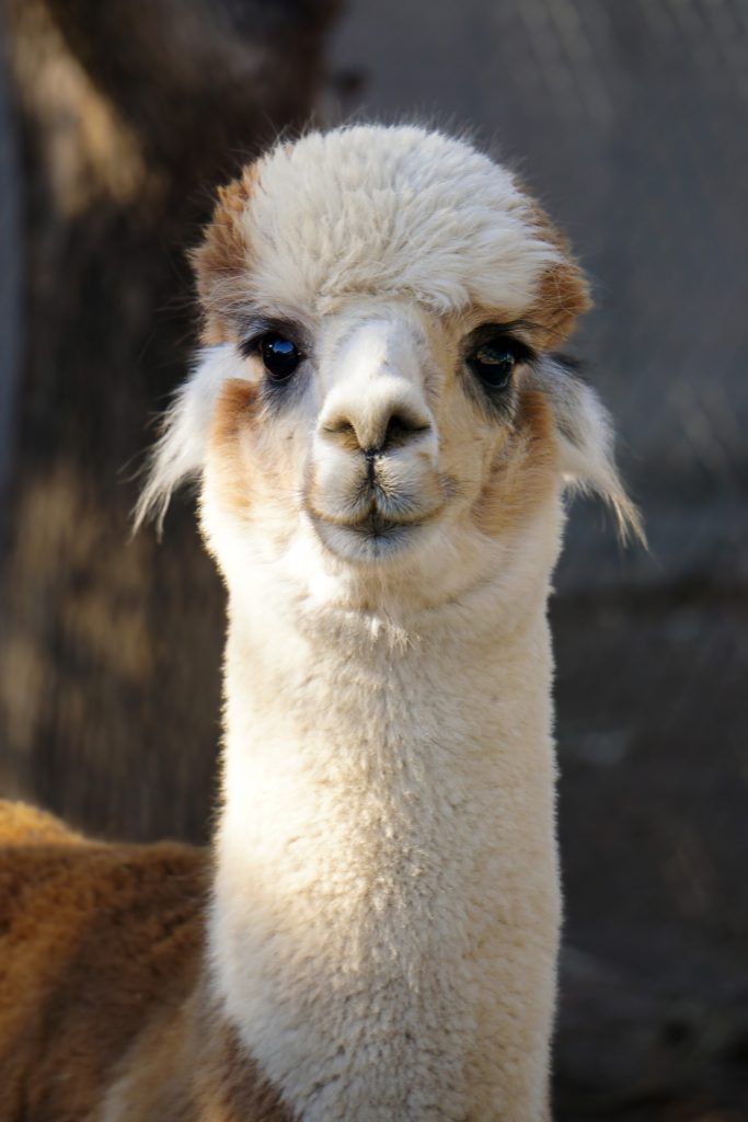 Llama vs Alpaca The Cutest Face-off