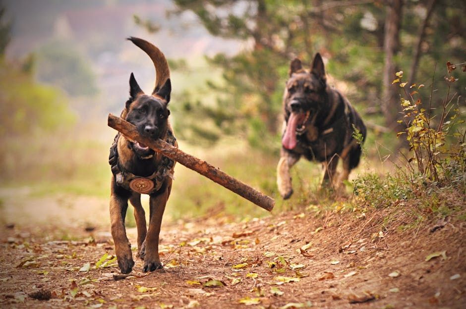 Belgian Malinois vs German Shepherd The Ultimate Working Dog