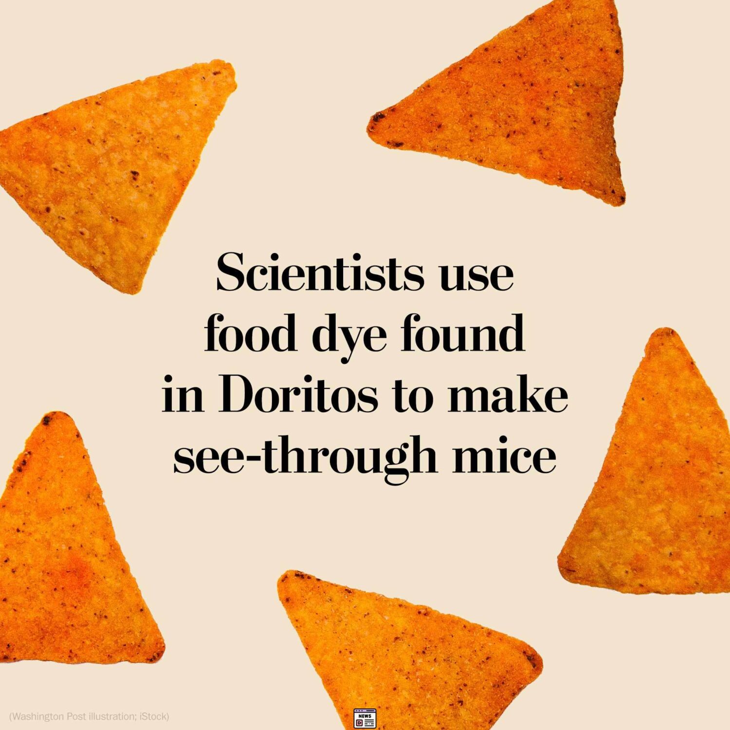 Dorito Dye Discovery: A Magical Journey to Transparent Mice