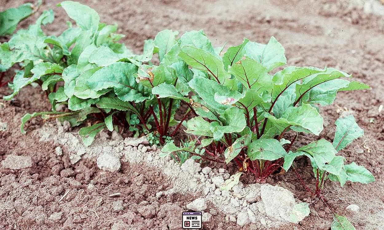 Spring Planting Guide: Sow Beet, Carrot, Turnip, and Peas!