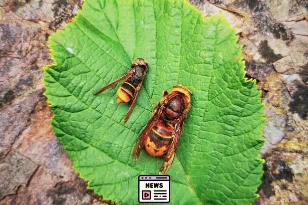 Urgent Alert: Asian Hornet Queens Emerge, Vigilance Needed!