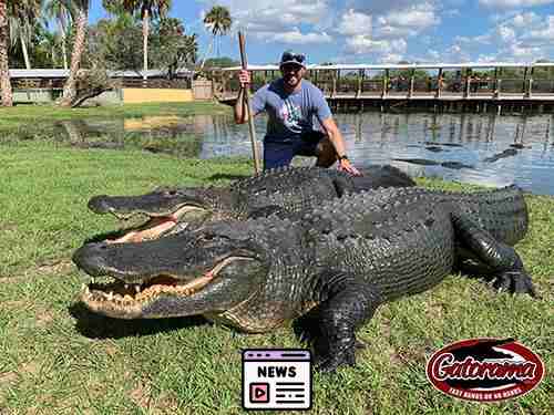 Alligator Encounters: Elderly Woman Bitten While Walking Dog