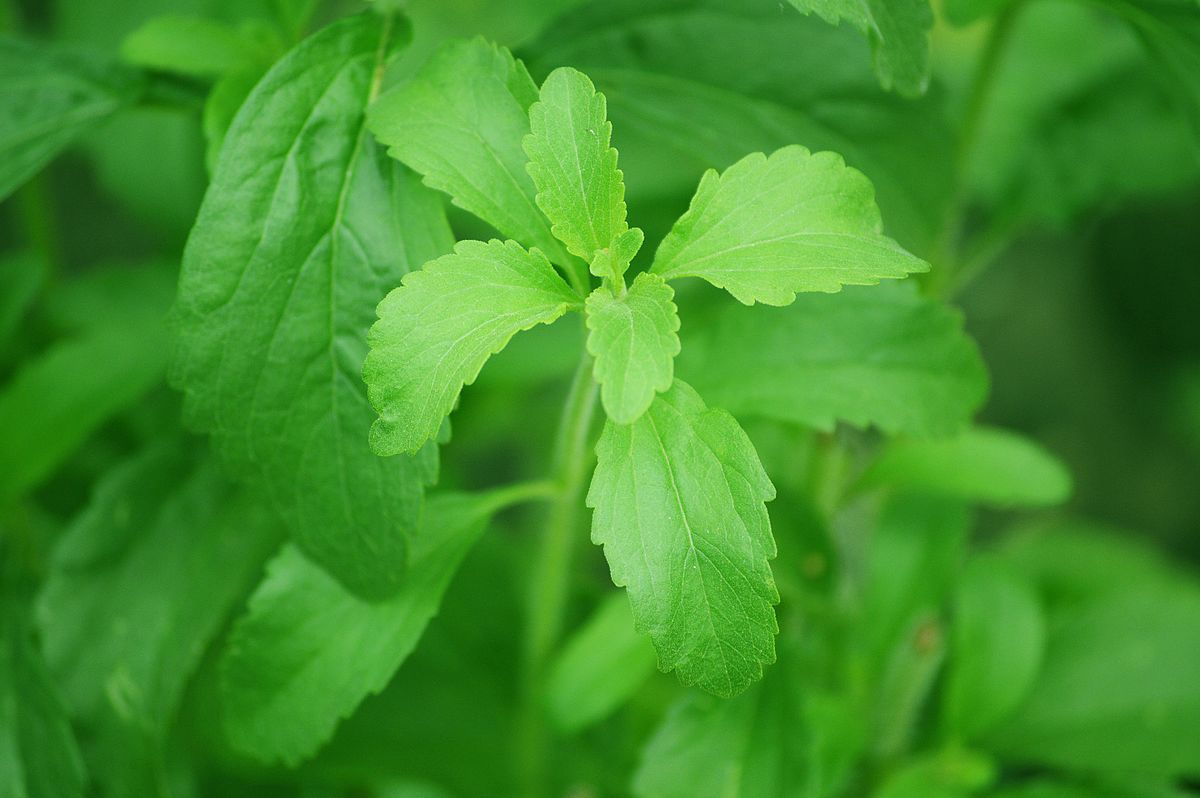 Allulose vs Stevia Sweetener Showdown