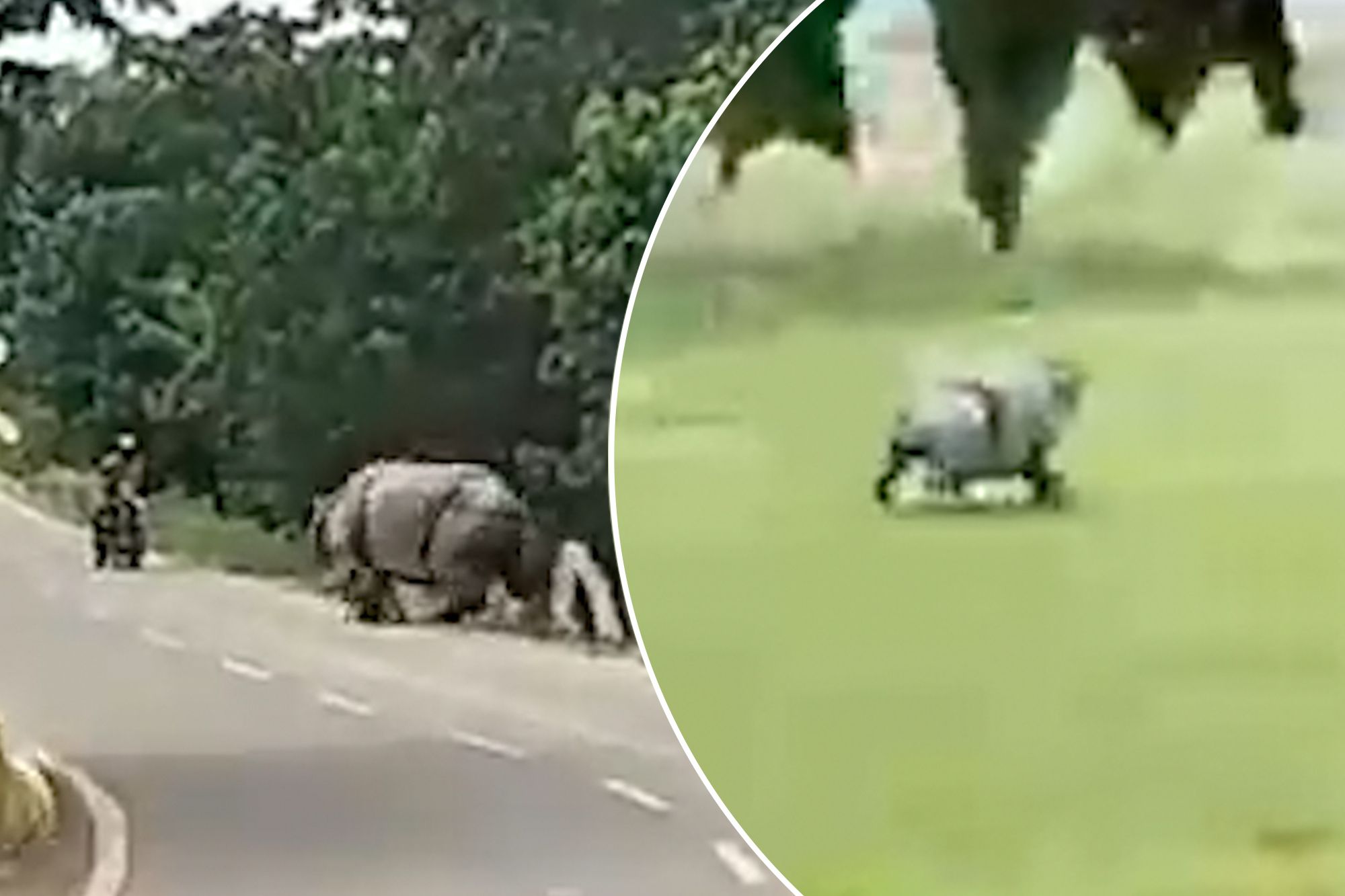 Biker Killed in Dramatic Rhino Chase in Assam