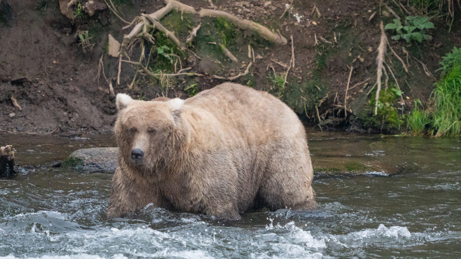 Tragedy Strikes Alaska’s Fat Bear Week Contest This Year