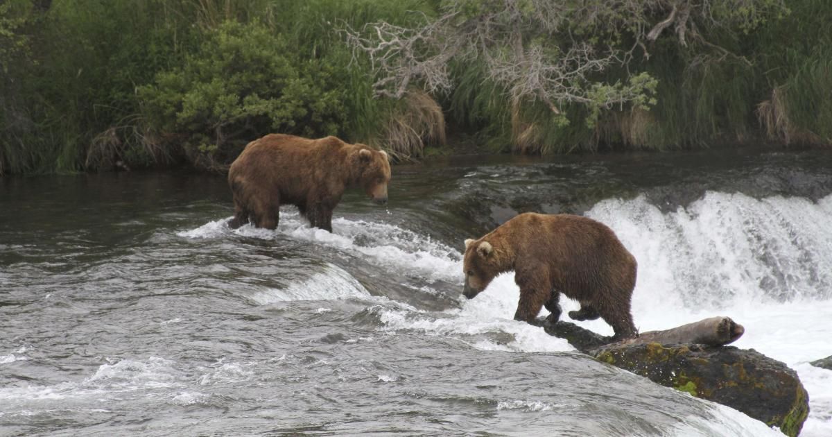 Alaska’s Fat Bear Week Roars Back After Grizzly Drama