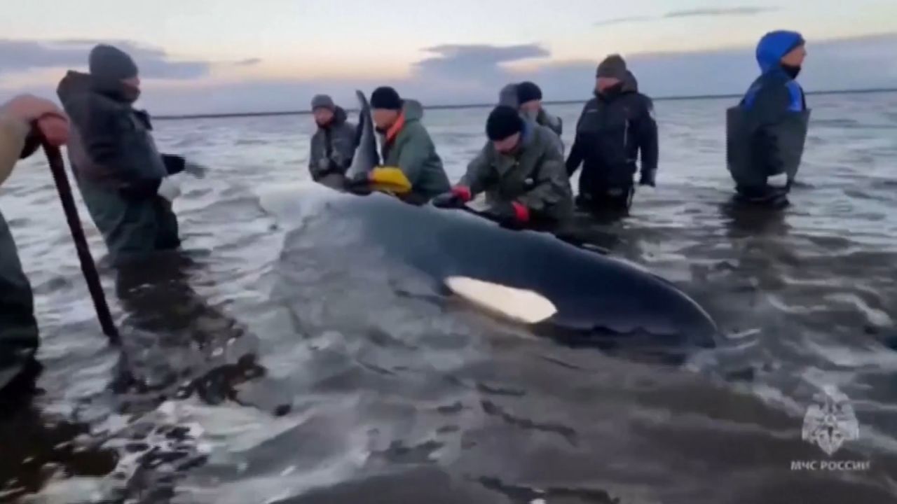 Rescuers Unite to Save Stranded Orca Family in Russia