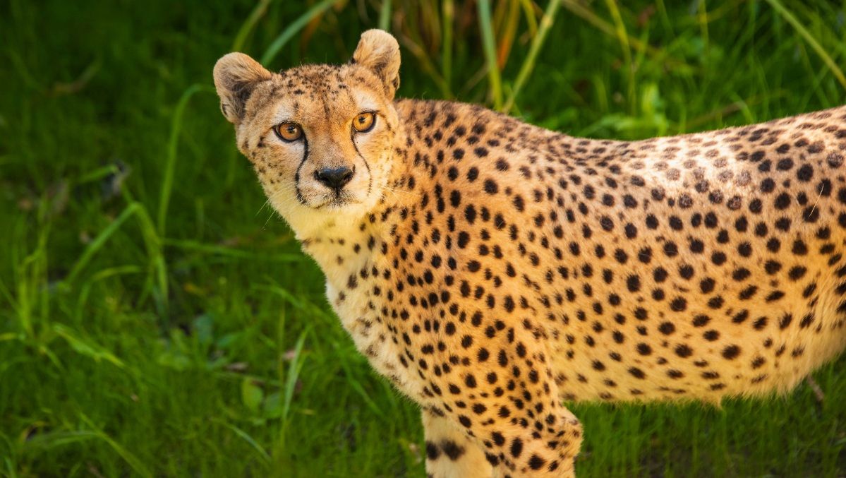 Heartfelt Farewell to Beloved Cheetah at Edinburgh Zoo