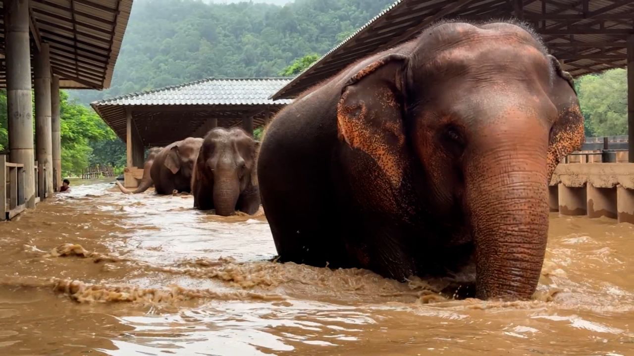 Flood Crisis in Chiang Mai: Elephants Evacuate as Rivers Swell