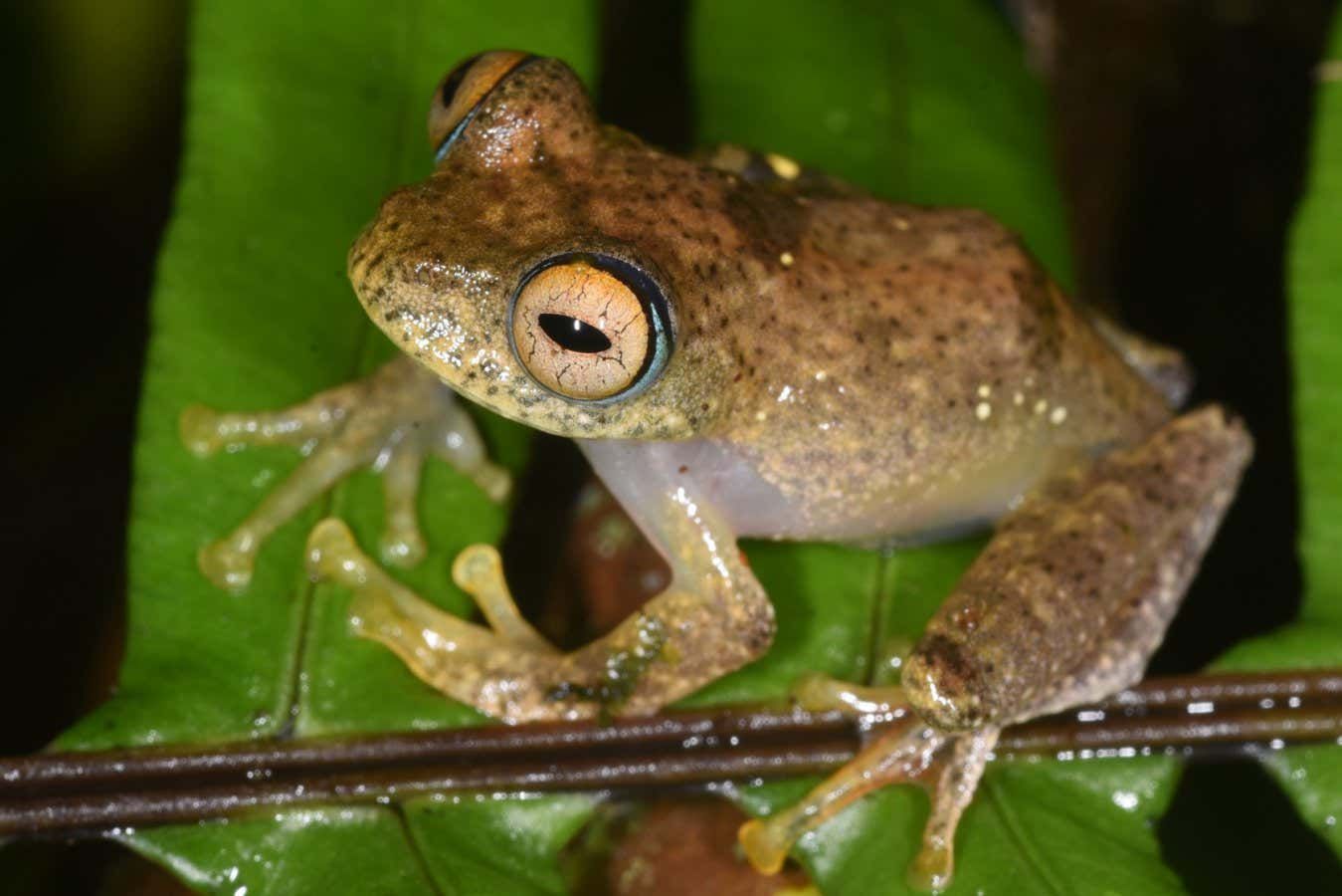 New Frog Species from Madagascar Croak Like Star Trek