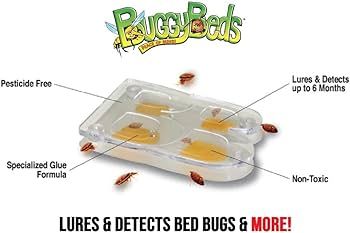 Buggy Beds Net Worth